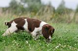 SPRINGER SPANIEL 067